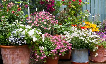 Close-up of vibrant indoor plants arranged aesthetically for a home office environment.