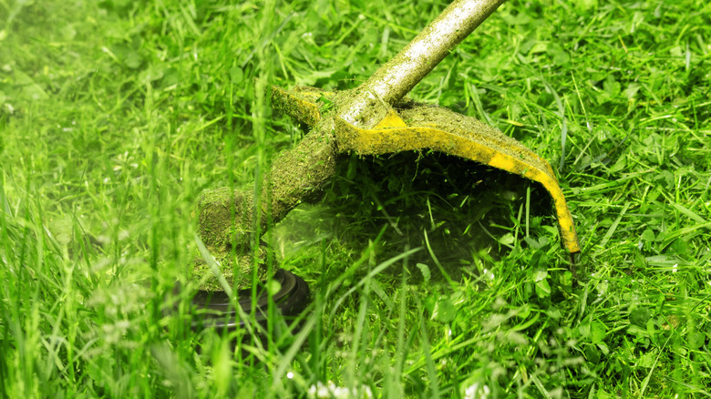 A string trimmer head heavily coated in fresh grass clippings after yard work.