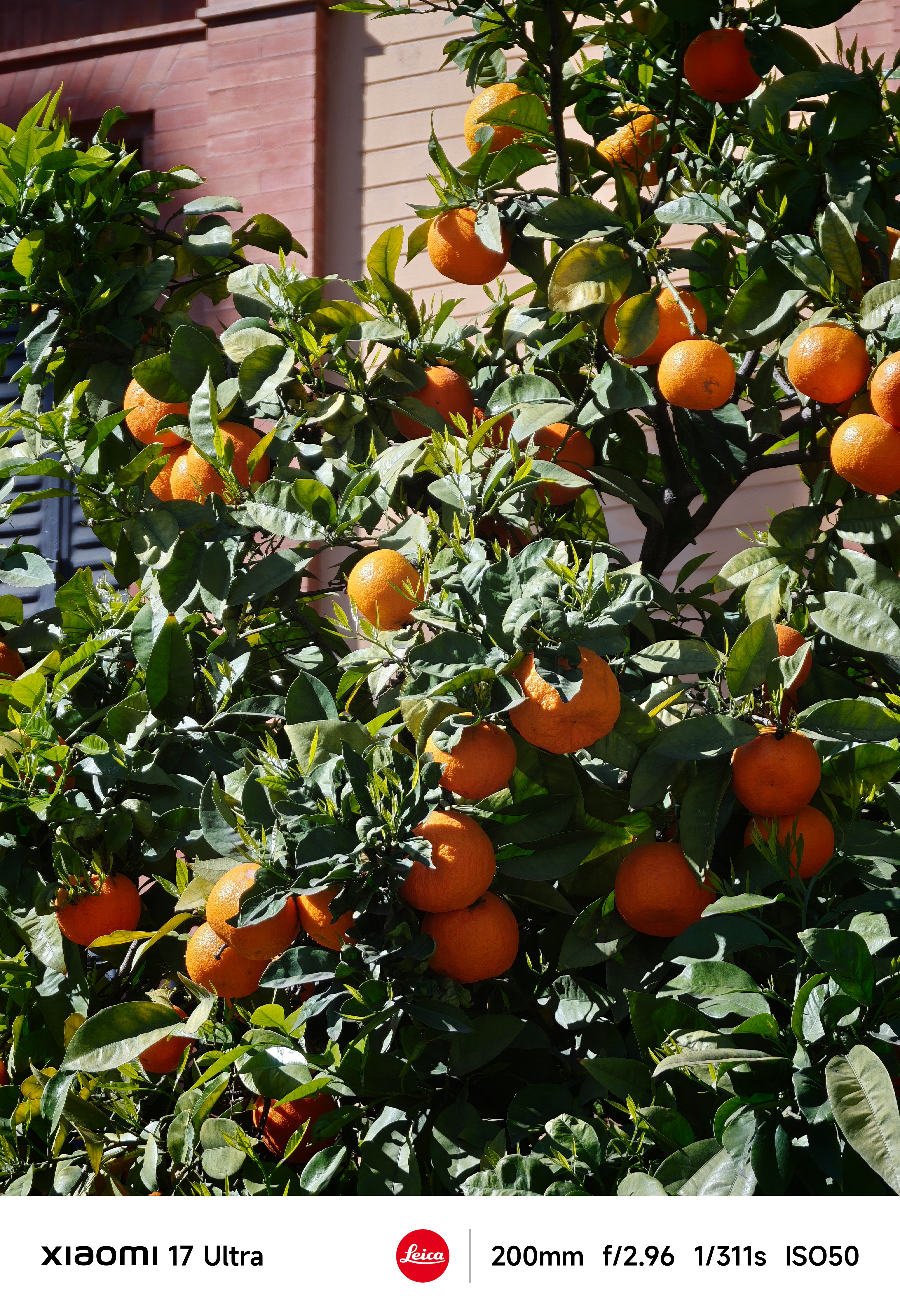 A telephoto shot of oranges on a tree showcasing sharp detail and natural depth of field.