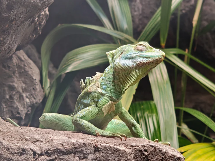 A sharp macro/telephoto sample photo of an iguana showing high texture detail.