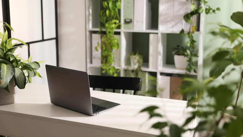 Bright, minimalist white desk setup with a laptop and surrounding indoor plants on open shelving.